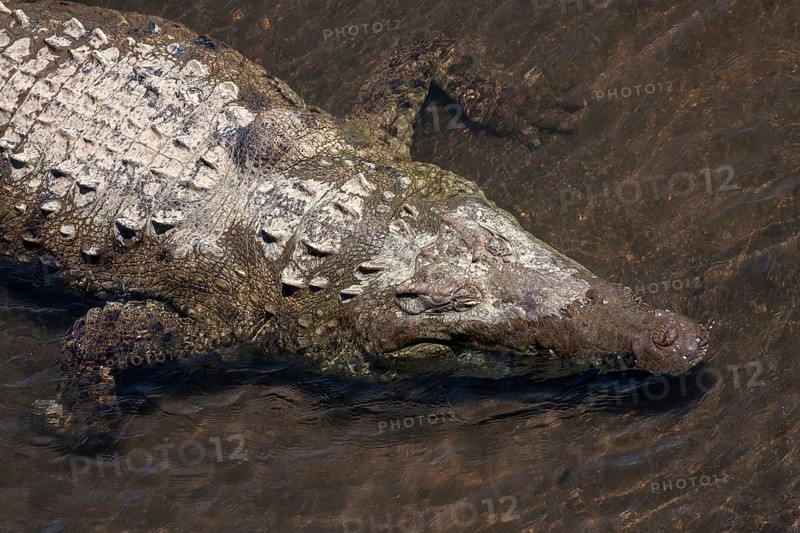 American crocodile (Crocodylus acutus) rests in water
