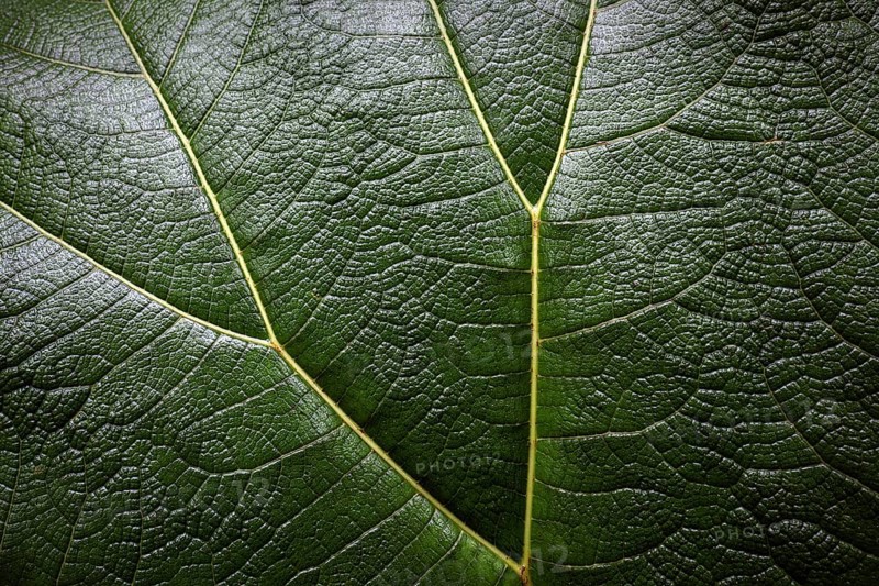 Mammoth leaf (Gunnera insignis) in cloud forest