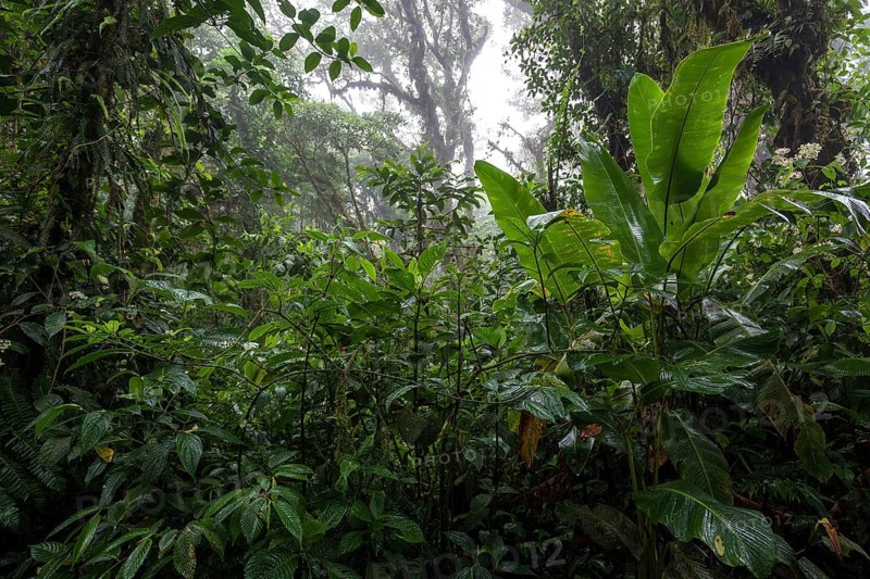 Dense vegetation in cloud forest