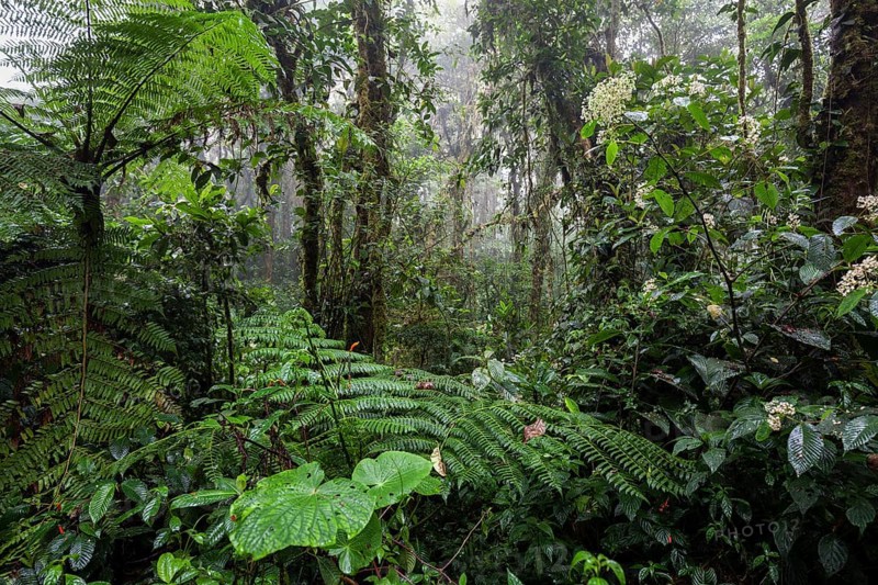 Dense vegetation in cloud forest