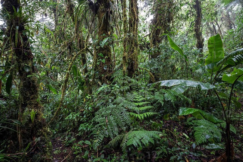 Dense vegetation in cloud forest