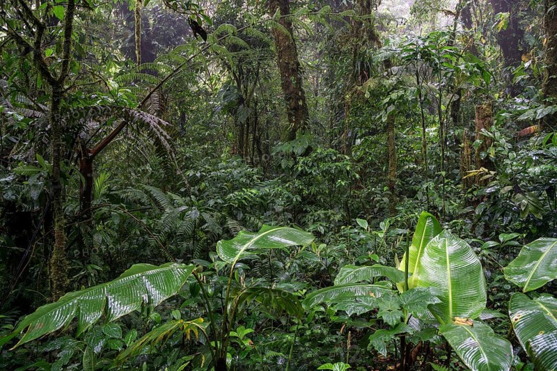 Dense vegetation in cloud forest