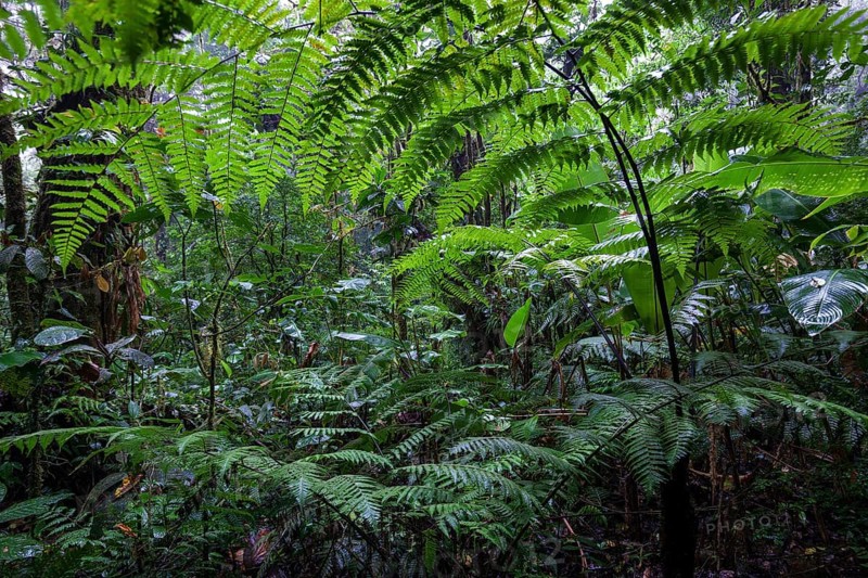 Ferns