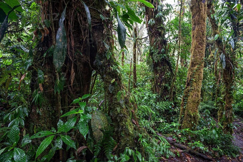 Dense vegetation in cloud forest