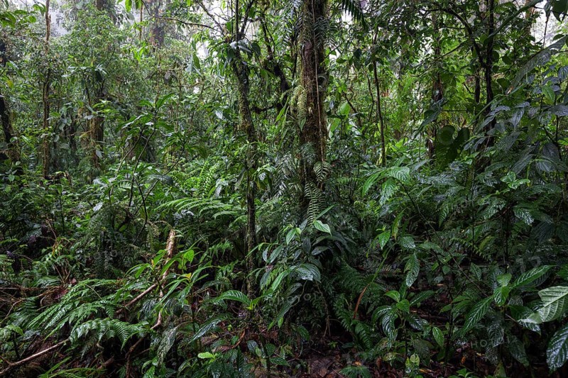 Dense vegetation in cloud forest