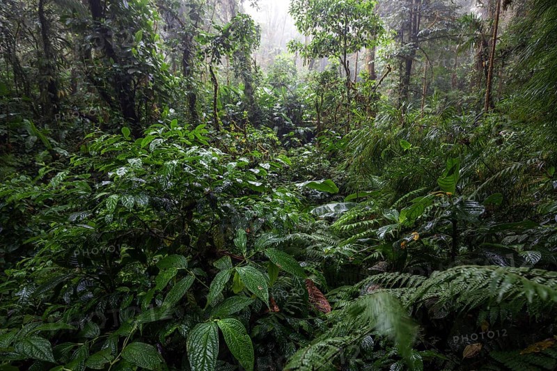 Dense vegetation in cloud forest