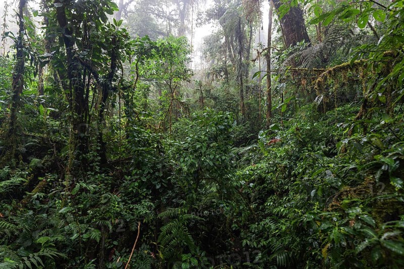 Dense vegetation in cloud forest