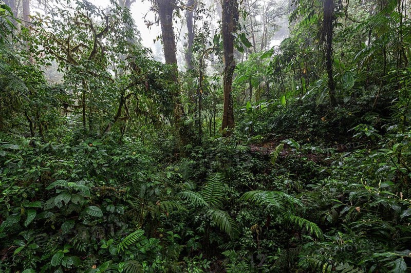 Dense vegetation in cloud forest