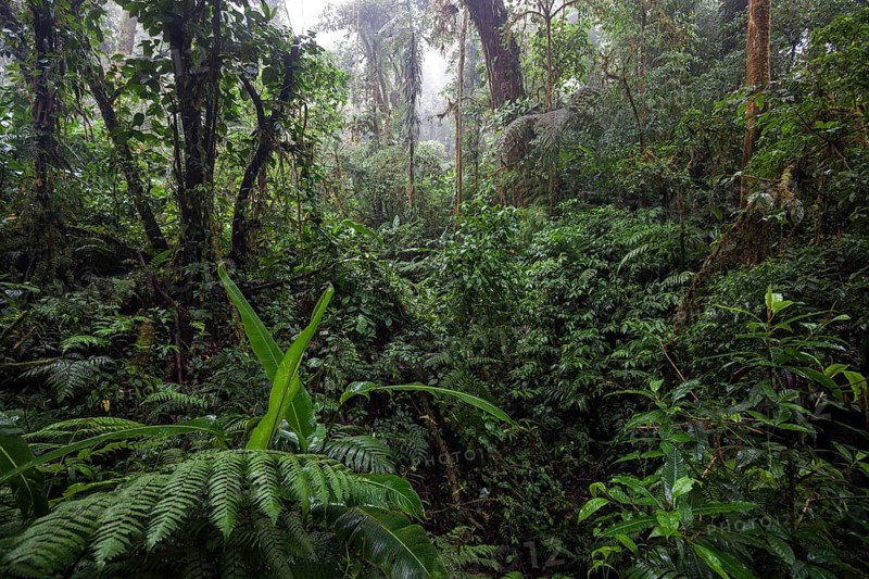 Dense vegetation in cloud forest