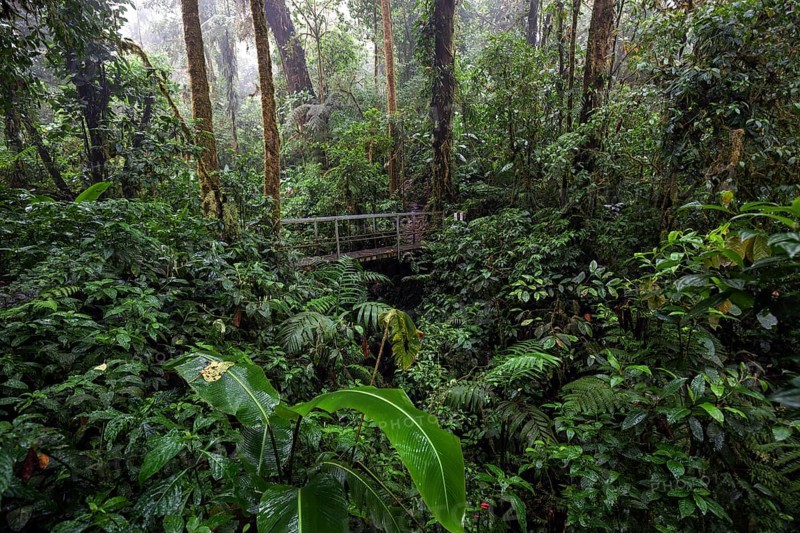 Bridge along the Encantado Trail with thick vegetation in the cloud forest
