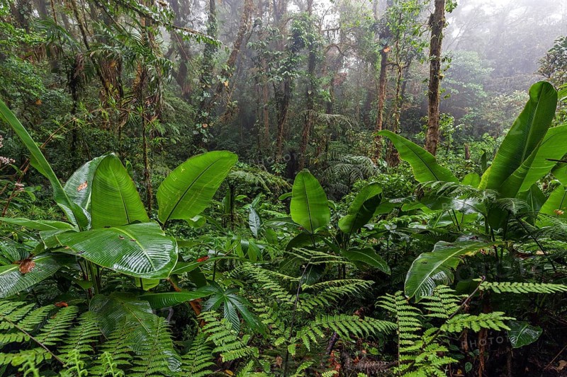 Dense vegetation in cloud forest