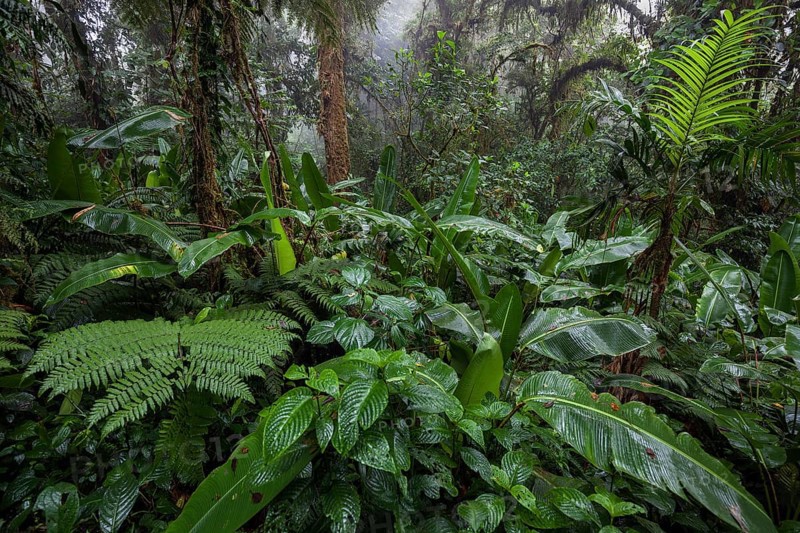Dense vegetation in cloud forest