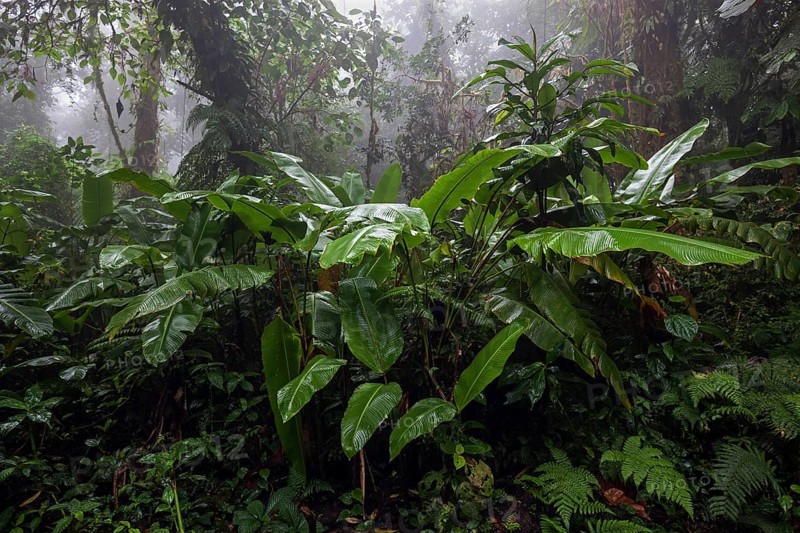 Dense vegetation in cloud forest