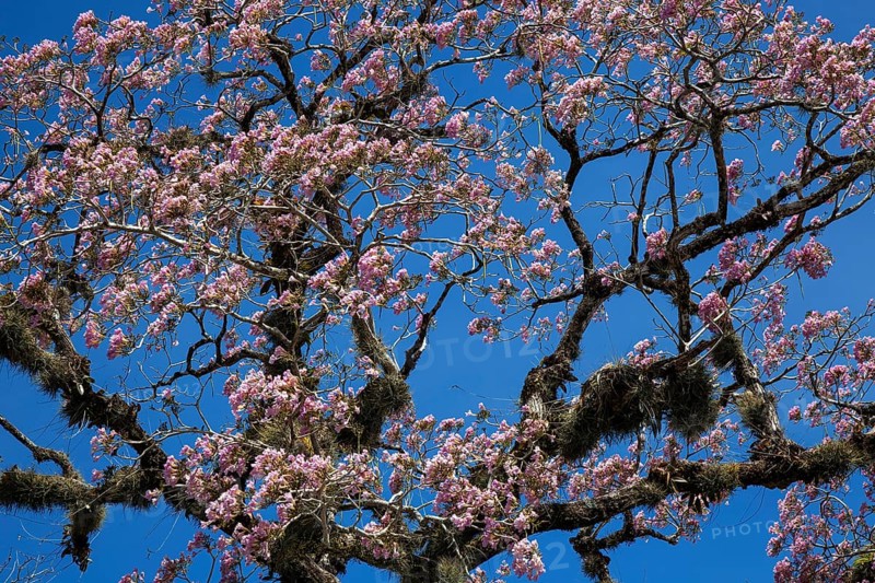 Pink flowering trumpet plant (Tabebuia heterophylla)
