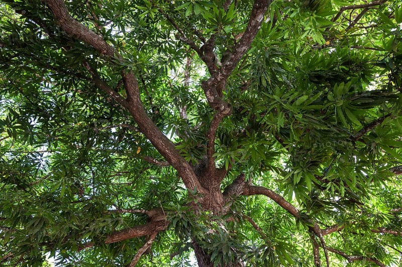 Mango tree (Mangifera indica)