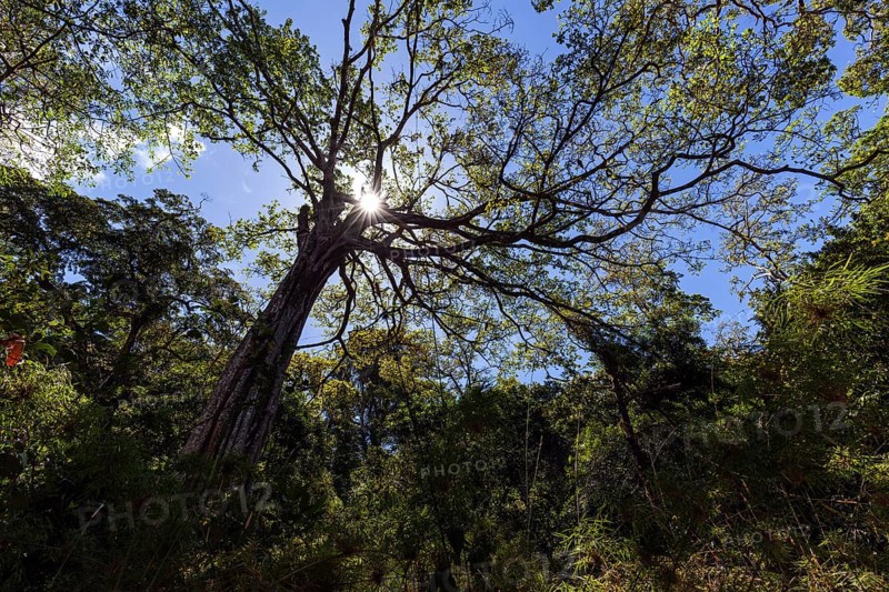 Jungle tree