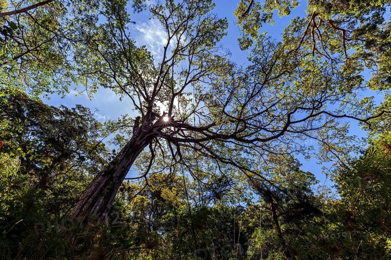Jungle tree
