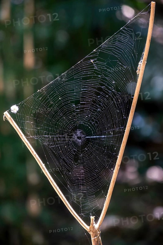 Triangular spider web between a branch fork