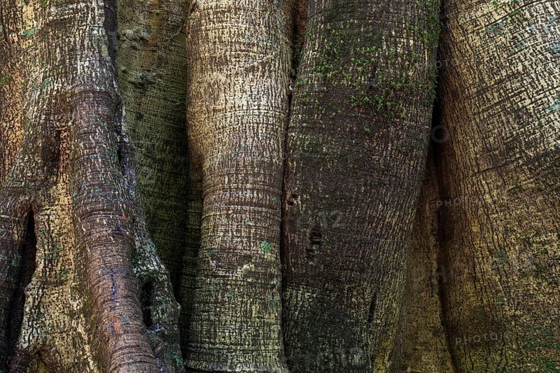Closely related tree trunks of tropical jungle trees