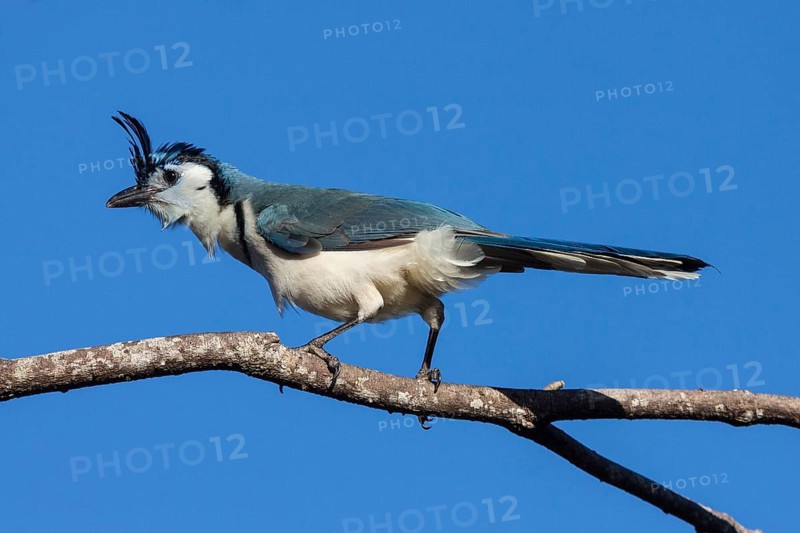 White-throated Magpie-Jay (Calocitta formosa) sits on a branch
