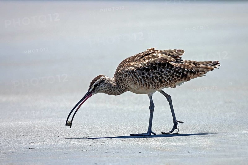 Long-billed Curlew (Numenius Americanus) looking for food on the beach