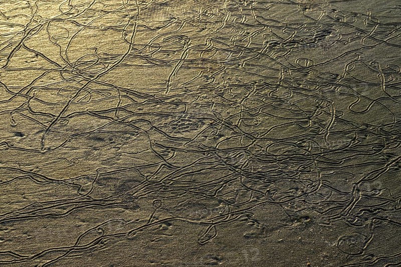 Traces of lugworms (Arenicolidae) at low tide in the sand
