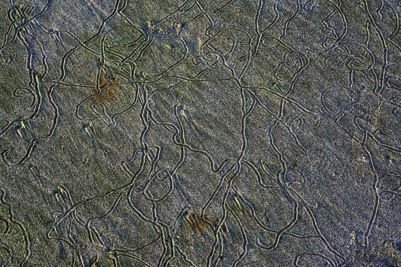 Traces of lugworms (Arenicolidae) at low tide in the sand