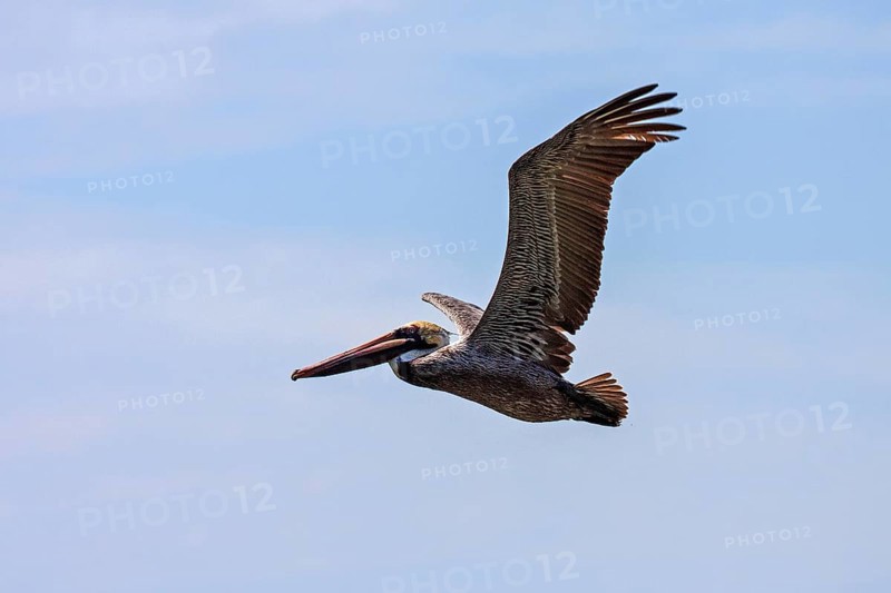Brown Pelican (Pelecanus occidentalis) in flight