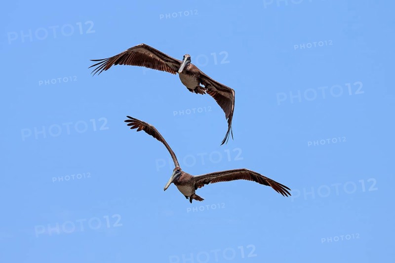 Two Brown Pelicans (Pelecanus occidentalis) in flight