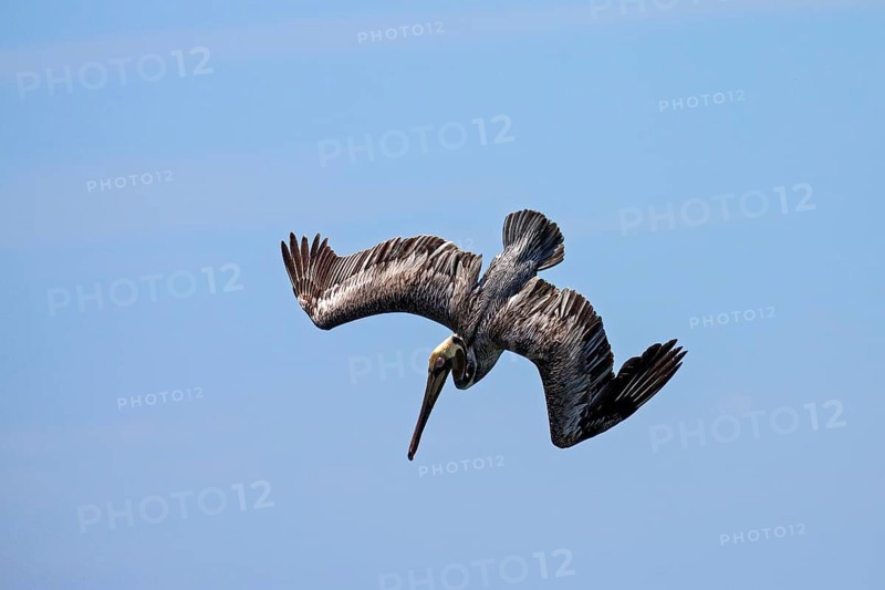 Brown Pelican (Pelecanus occidentalis) in dive