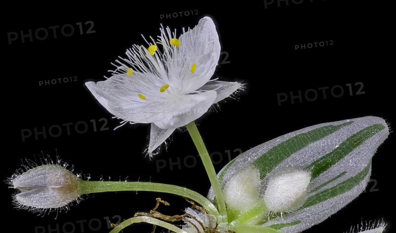 Tradescantia fluminensis (Tradescantia Fluminensis)