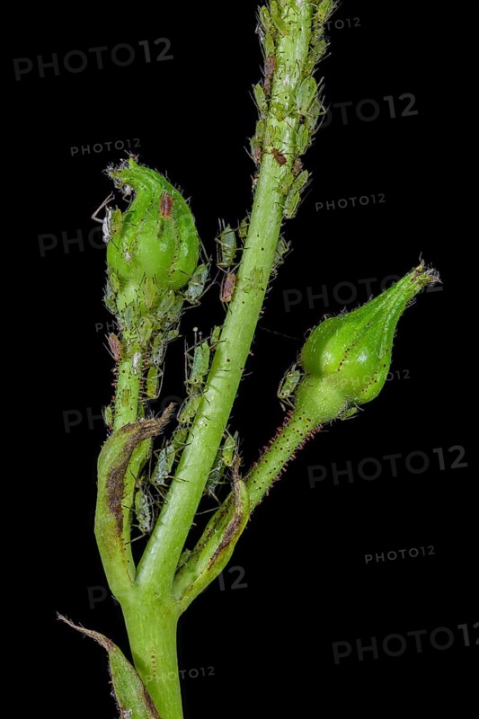 Rose bud with Aphids (Aphidoidea)