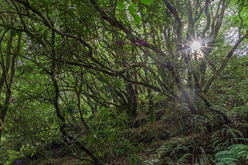Backlight in Rhododendron Forest
