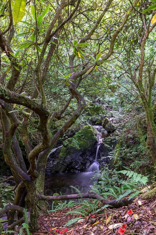 Rhododendron and Waterfall