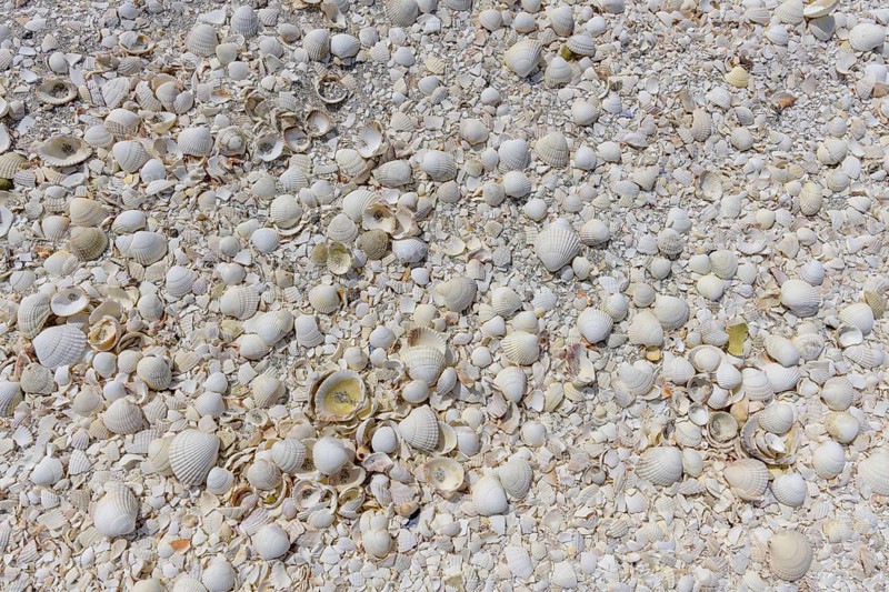 White Shell Beach
