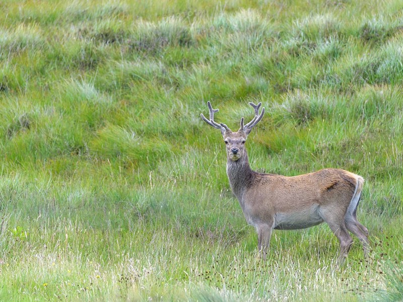 Red deer (Cervus elaphus)