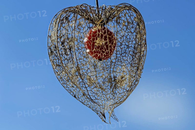 Weathered flower with fruit