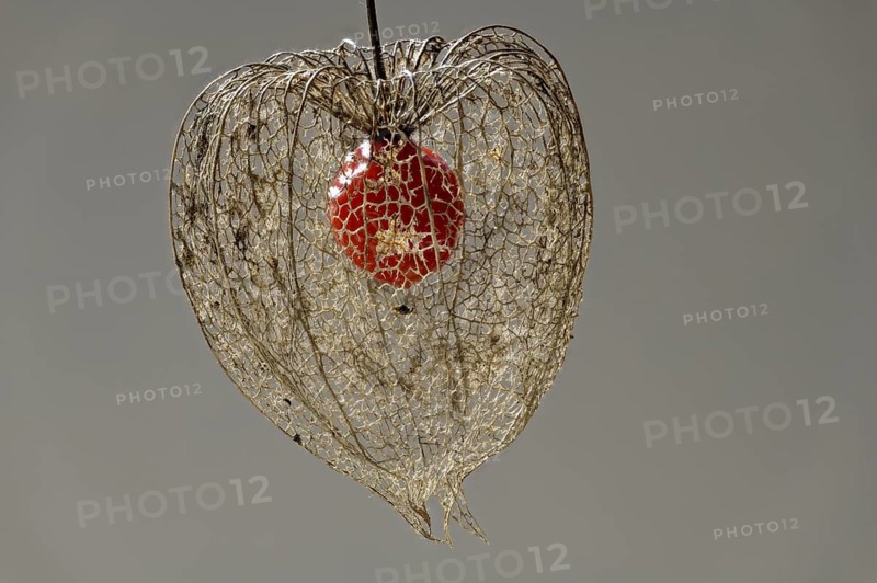Weathered flower with fruit
