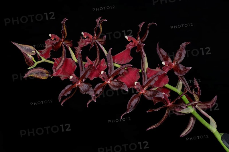Blossoming Hybrid Orchid Cambria