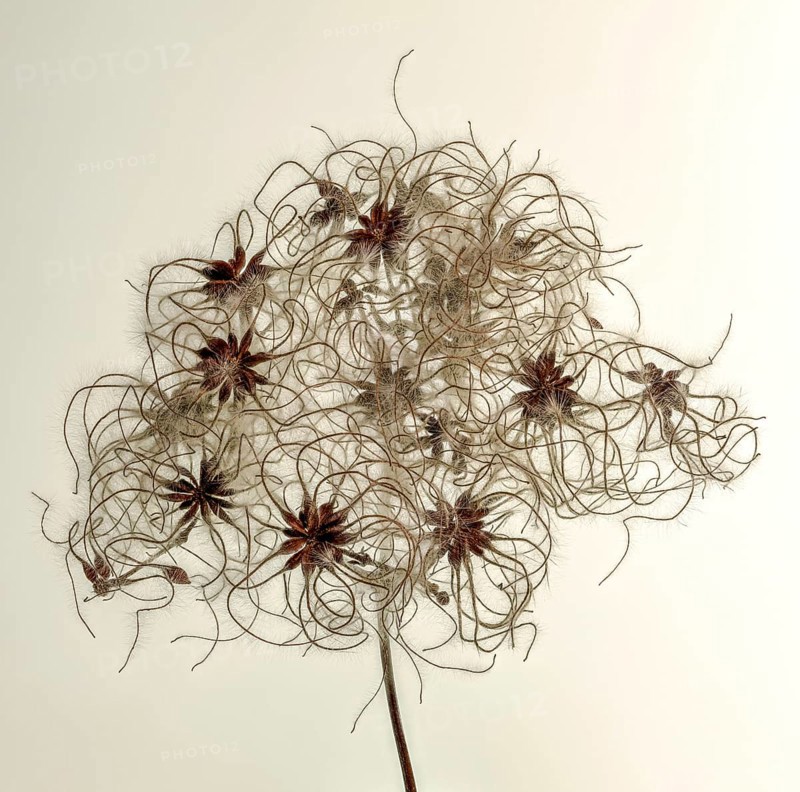 Fruit stands of the traveller's joy (Clematis vitalba) in front of sky