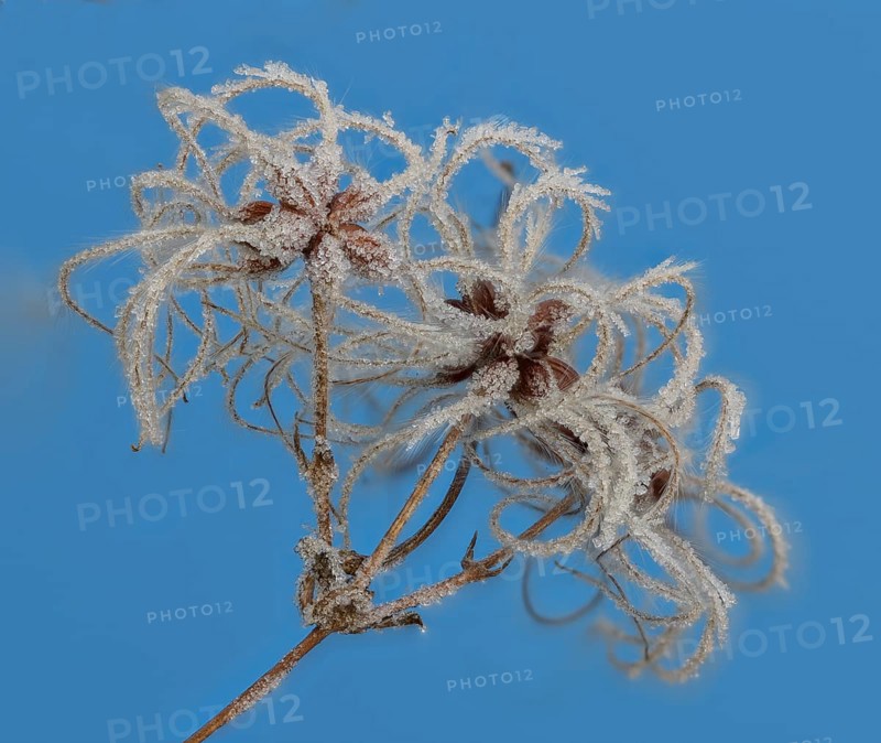 Fruit stands of the traveller's joy (Clematis vitalba) with hoar frost in front of a blue sky