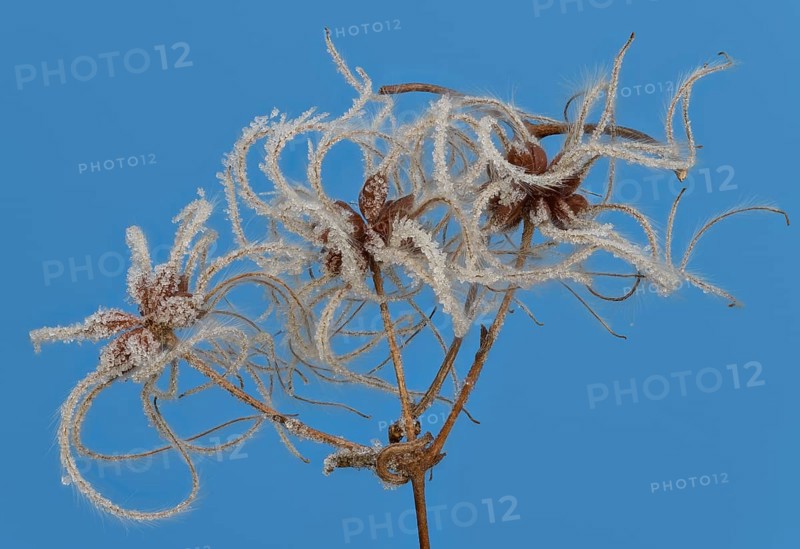 Fruit stands of the traveller's joy (Clematis vitalba) with hoar frost in front of a blue sky