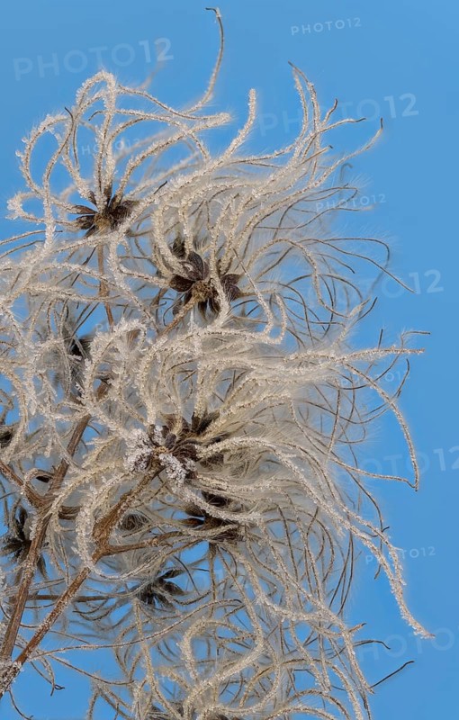 Fruit stands of the traveller's joy (Clematis vitalba) with hoar frost in front of a blue sky