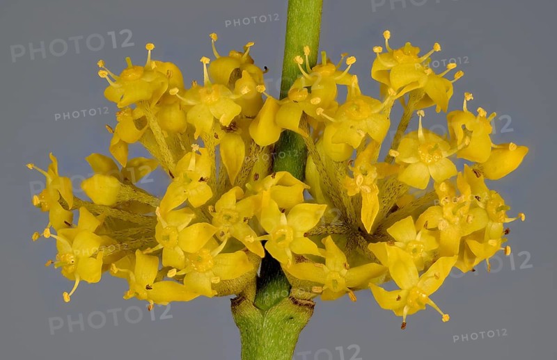 Yellow flowers of Cornelian cherry (Cornus mas)