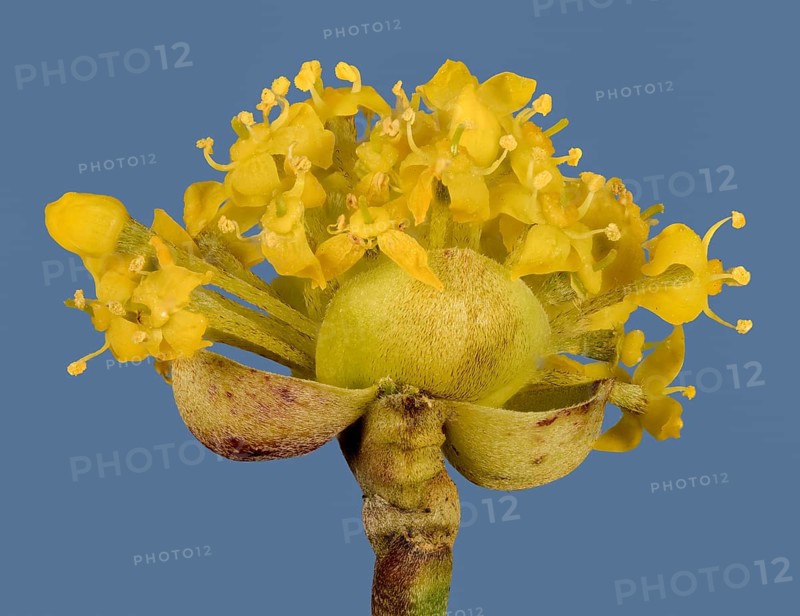 Yellow flowers of Cornelian cherry (Cornus mas)