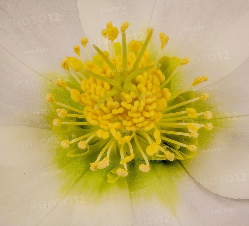 White flower