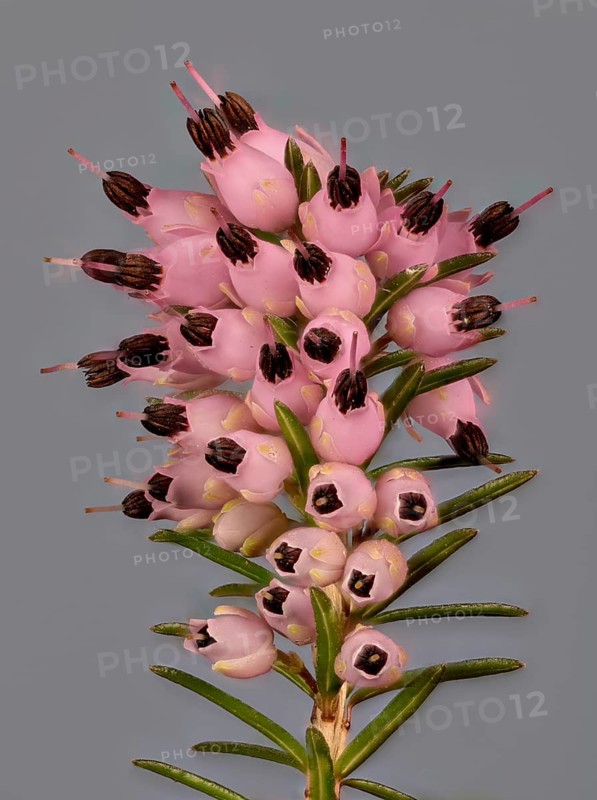 Rosa Winter heath (Erica carnea)