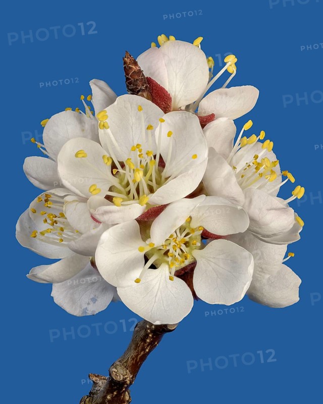 Branch with cherry blossoms