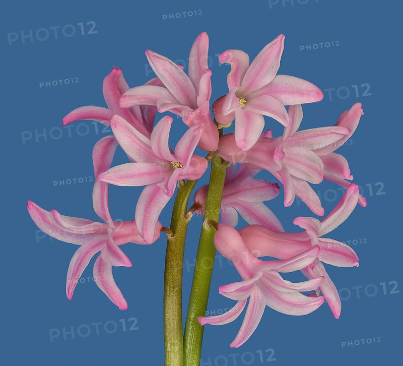 Pink flowers