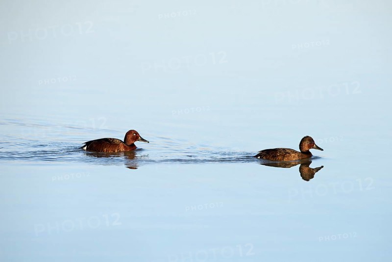 Ferruginous Ducks (Aythya myroca)